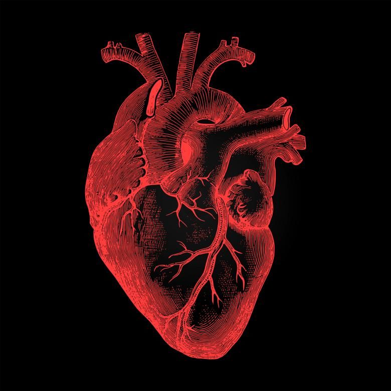 Human heart art Anatomical heart art Human heart
