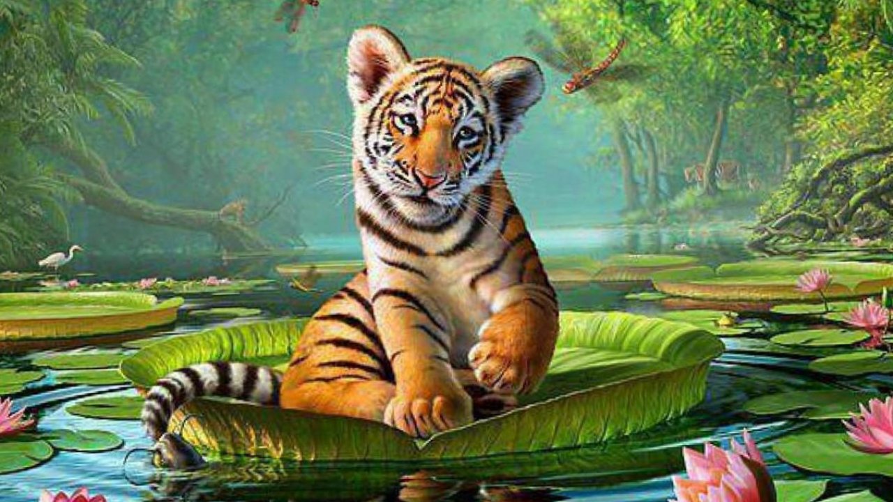 Animal Wallpapers Animal Planet Desktop Images Free