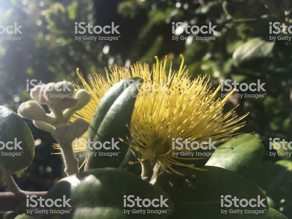Ohia Lehua Tree Blossoming With Yellow Flowers In Lihue On Kauai