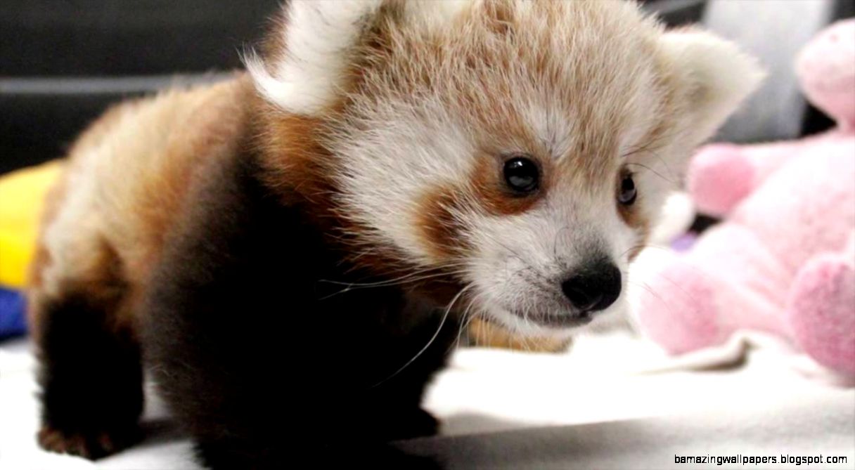 Cute Baby Red Panda Amazing Wallpaper
