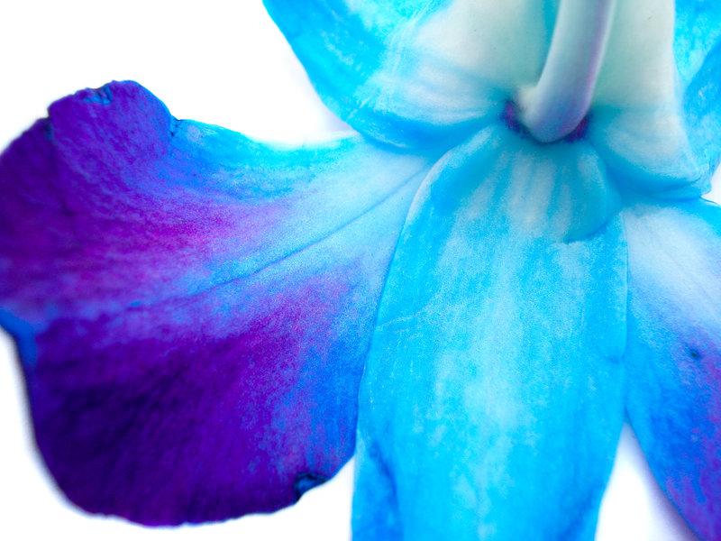 Blue Orchid Wallpaper Closeup By Heidz86