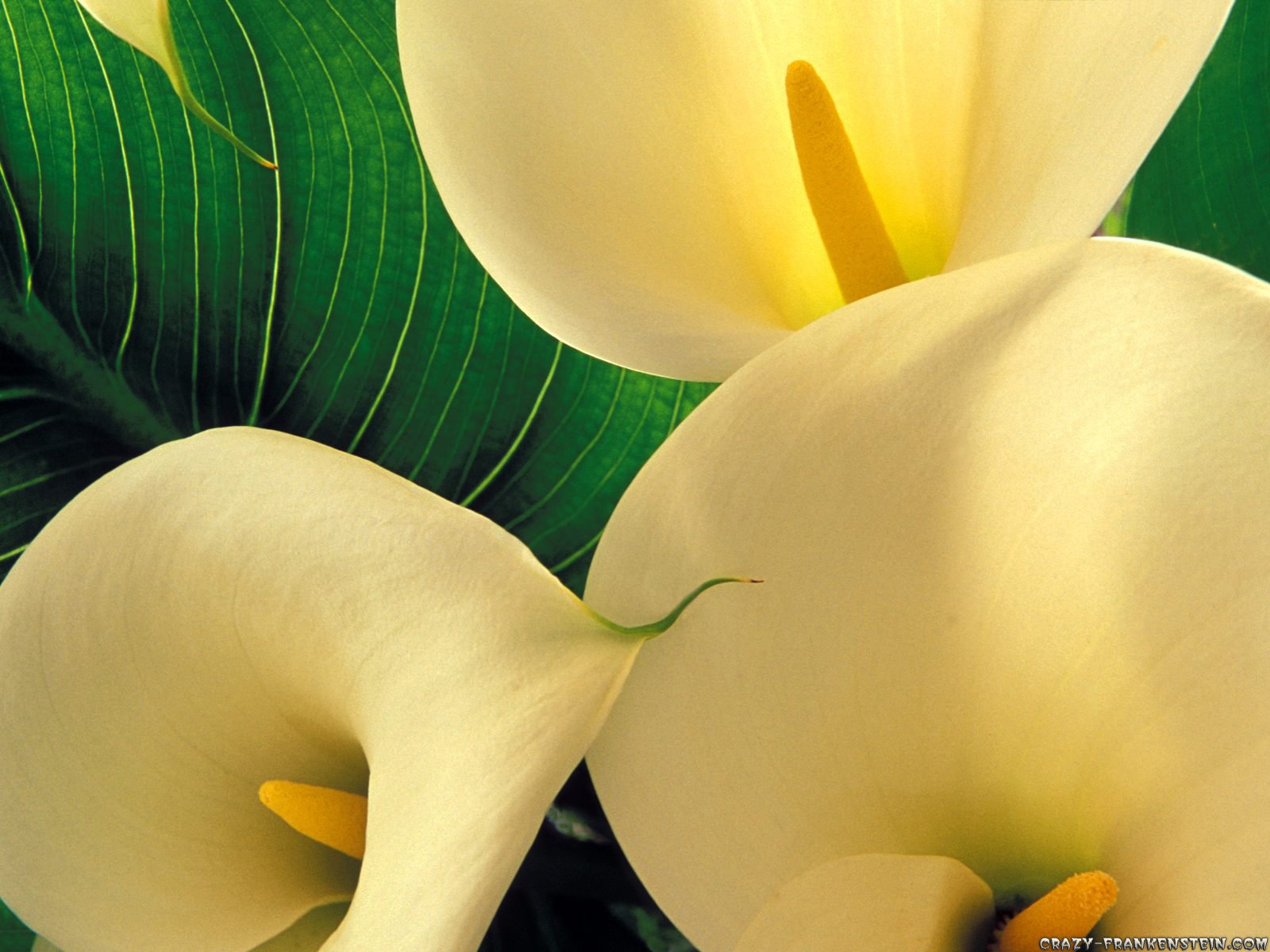 Home Flower Wallpapers Calla Lily Flowers Wallpapers 1600x1200