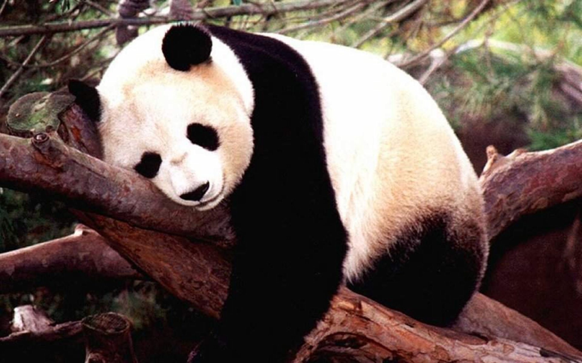 Cute Wallpaper Panda