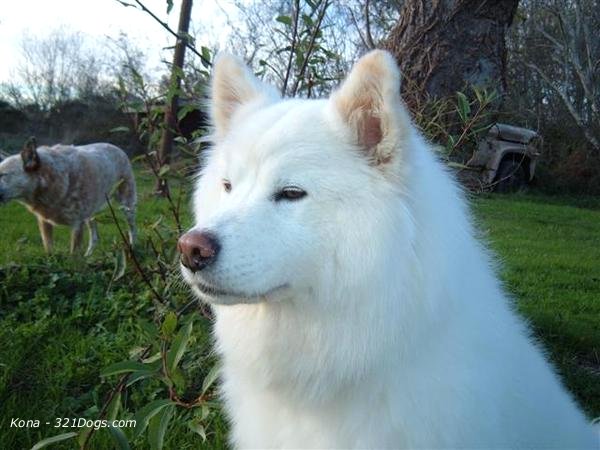 Samoyed Wallpaper Puppy Pictures Breed Info