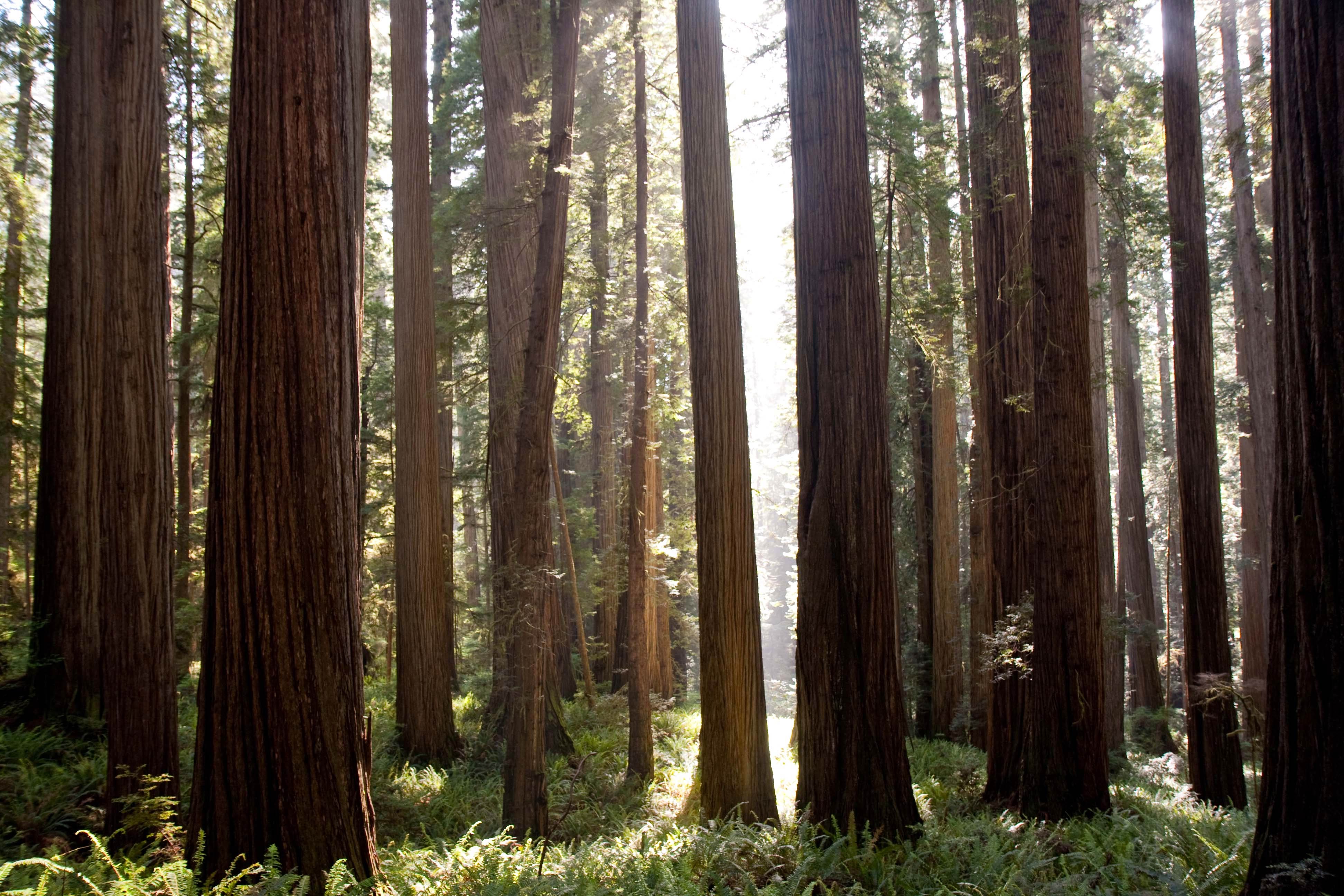 Pics Photos Redwood Forest Wallpaper