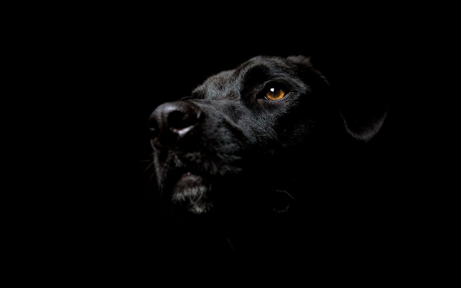 Dog Wallpaper Desktop Wallpaper Dog Black Wallpaper Dog Black Dog