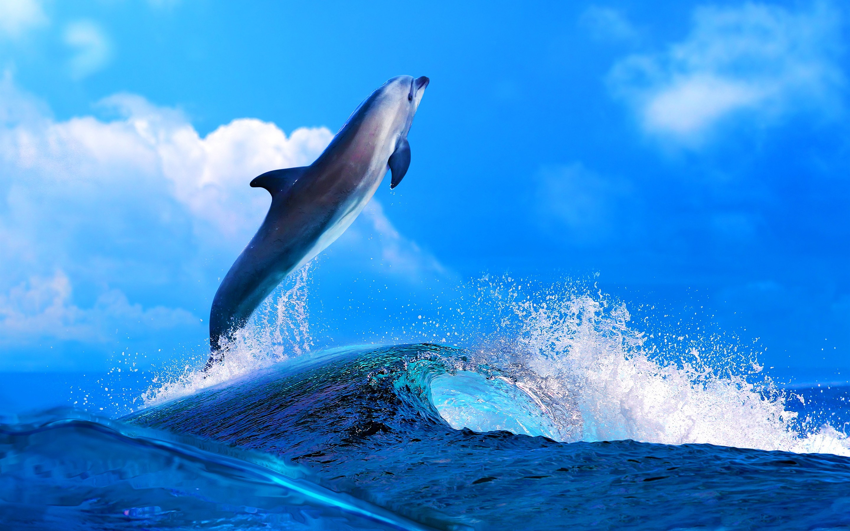 Dolphin HD Desktop Wallpaper New