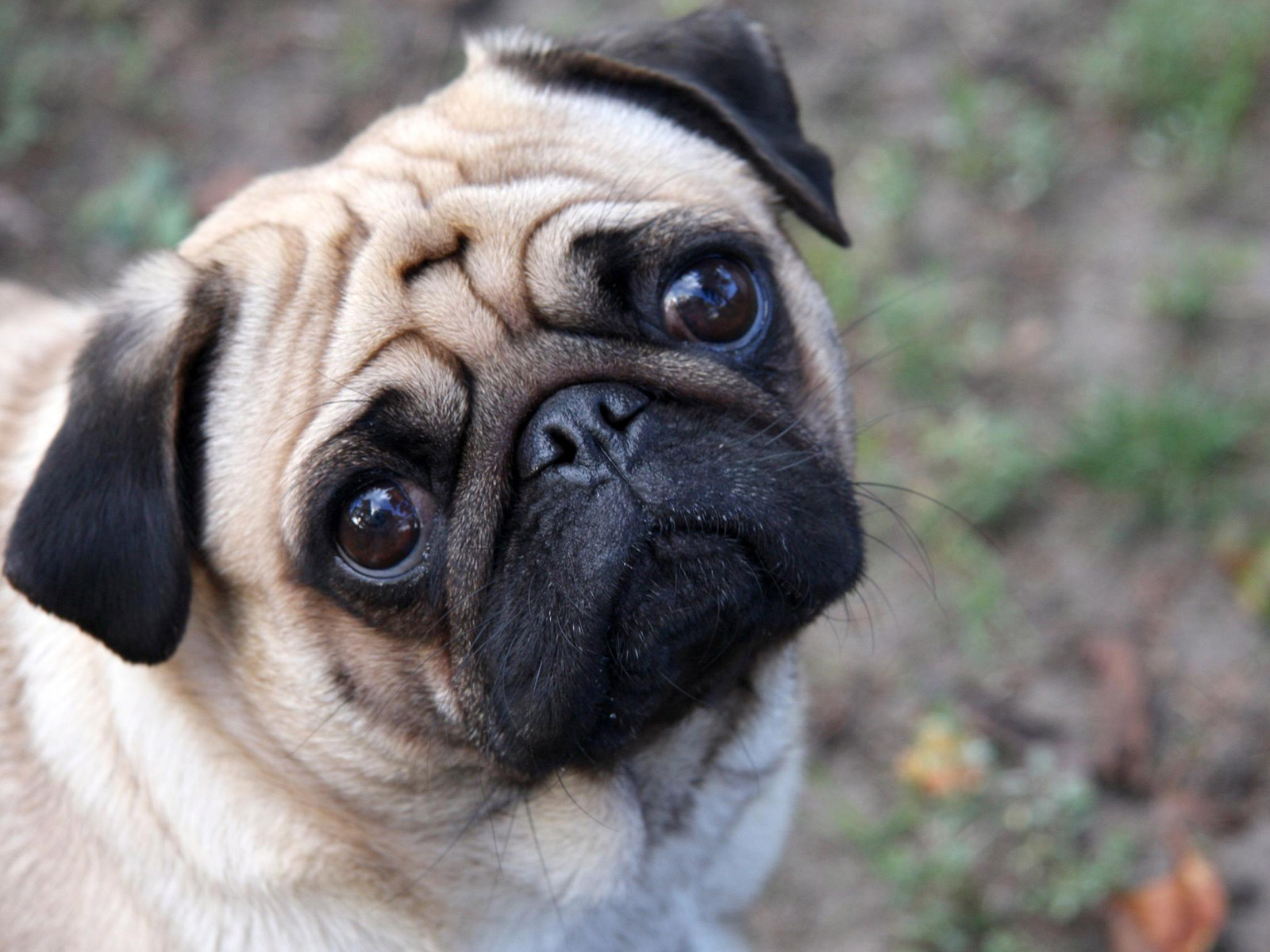 Cute Pug Dog Photo And Wallpaper Beautiful Pictures