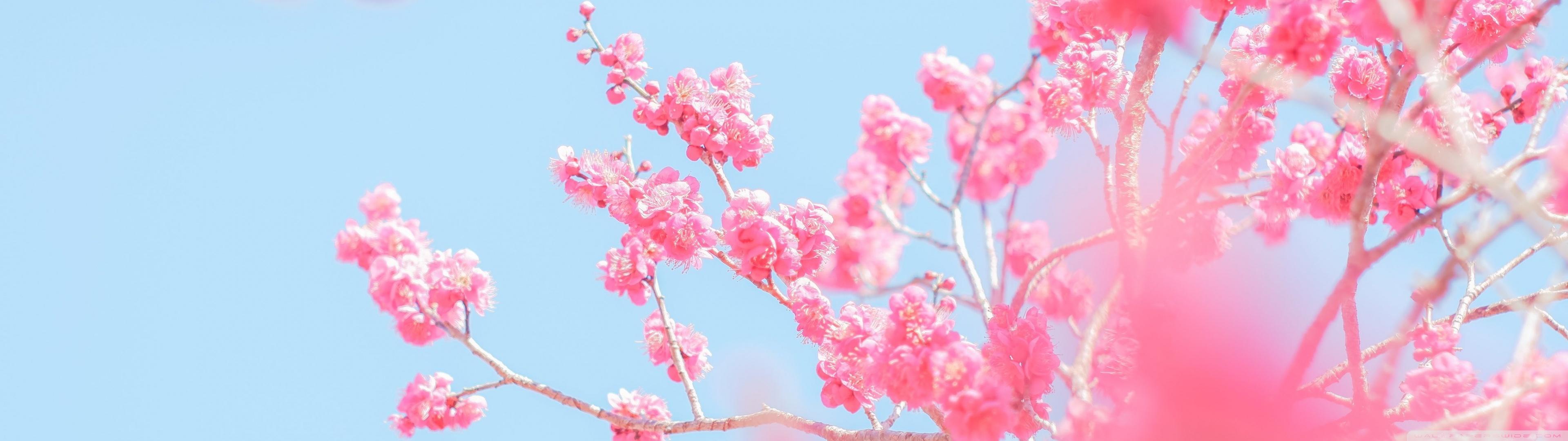 Springtime Ultra HD Desktop Background Wallpaper For Widescreen