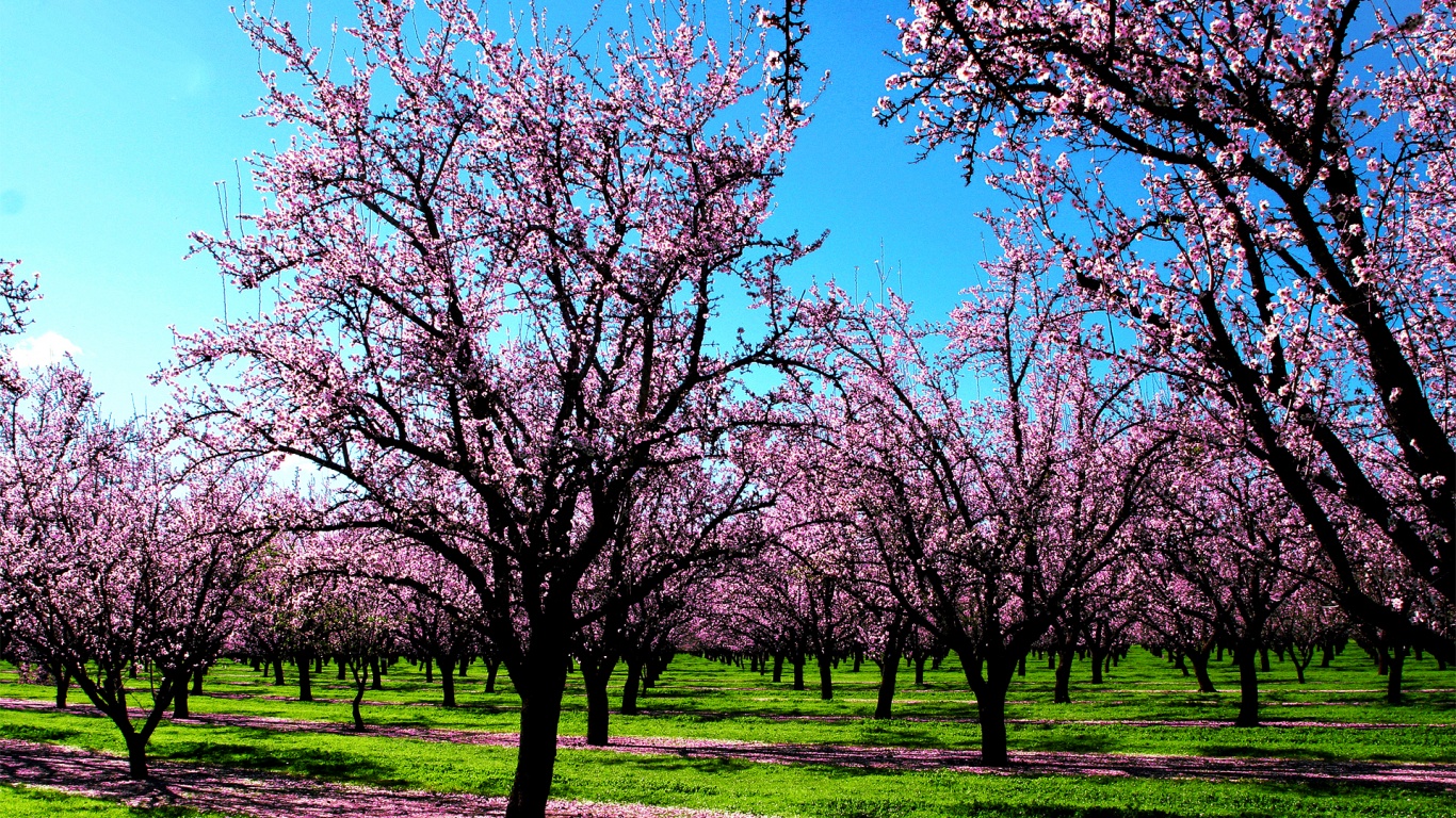 Spring Scents Desktop Pc And Mac Wallpaper