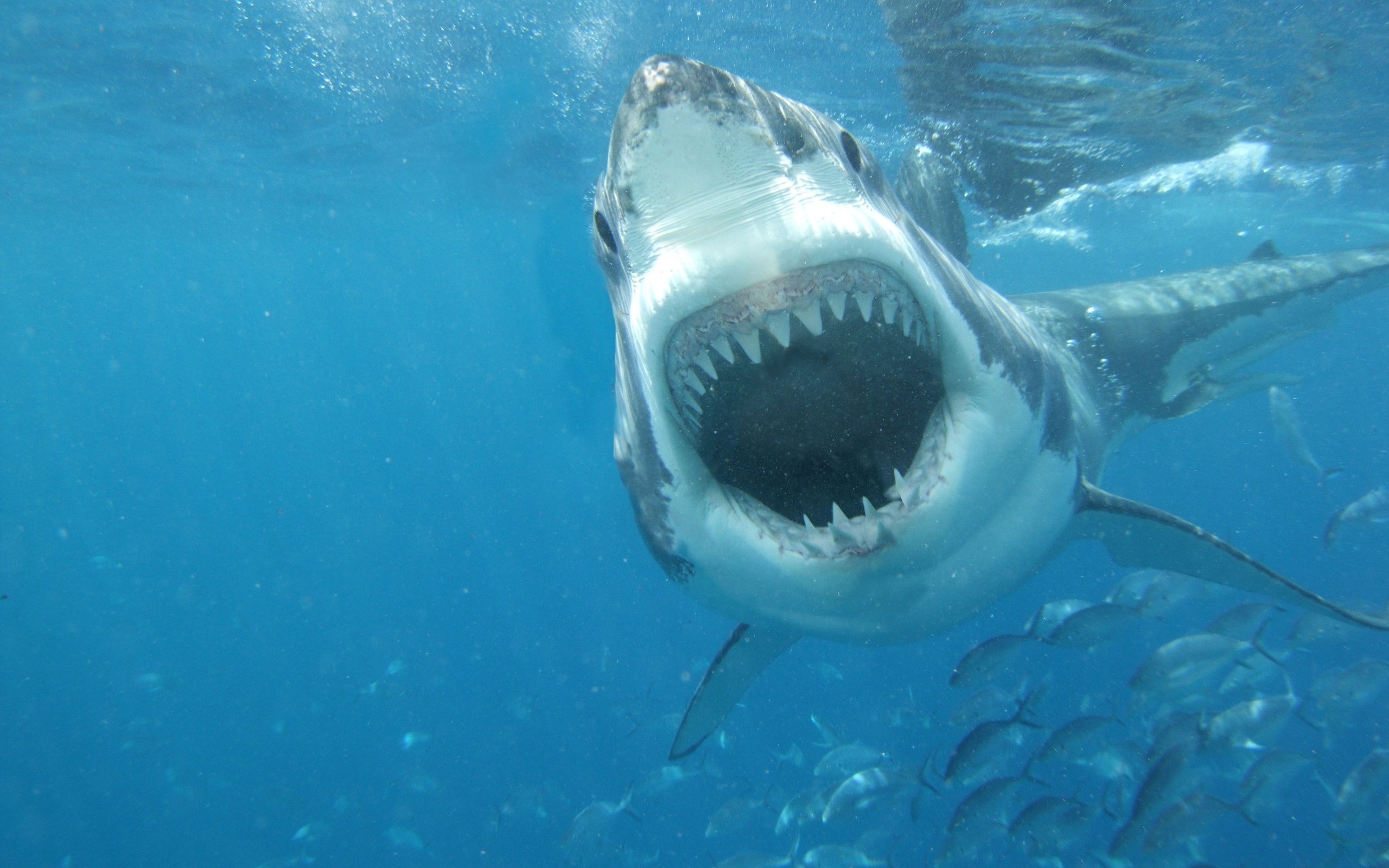 jaws sea shark white great wallpaper background 2560x1600