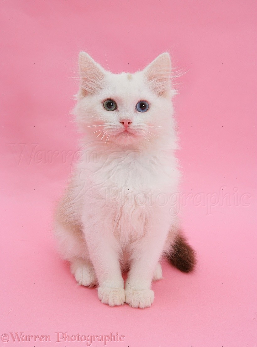 Birman X Ragdoll Kitten On Pink Background Photo Wp38502