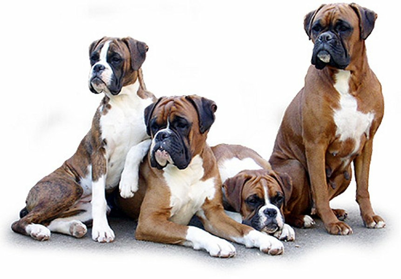 Boxer Dogs Wallpaper Animalgals