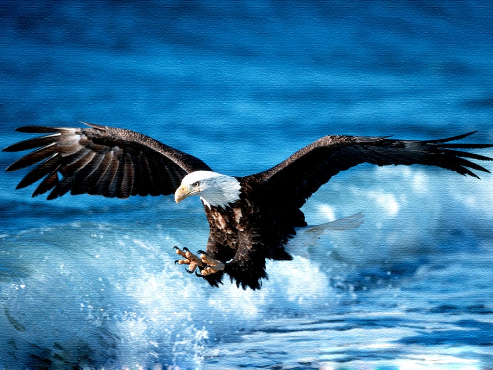 Wallpaper Anger Eagle Bird