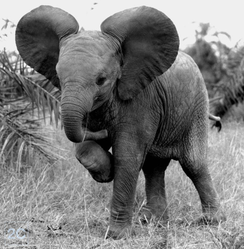 African Elephant On