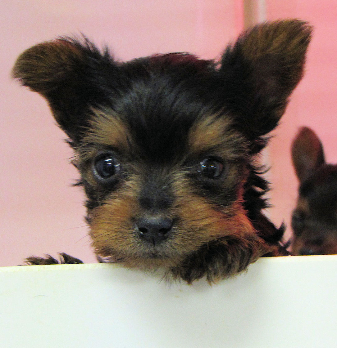 Yorkie Puppies Dogs Wallpaper Full HD Dogs Puppies Yorkie Dogs