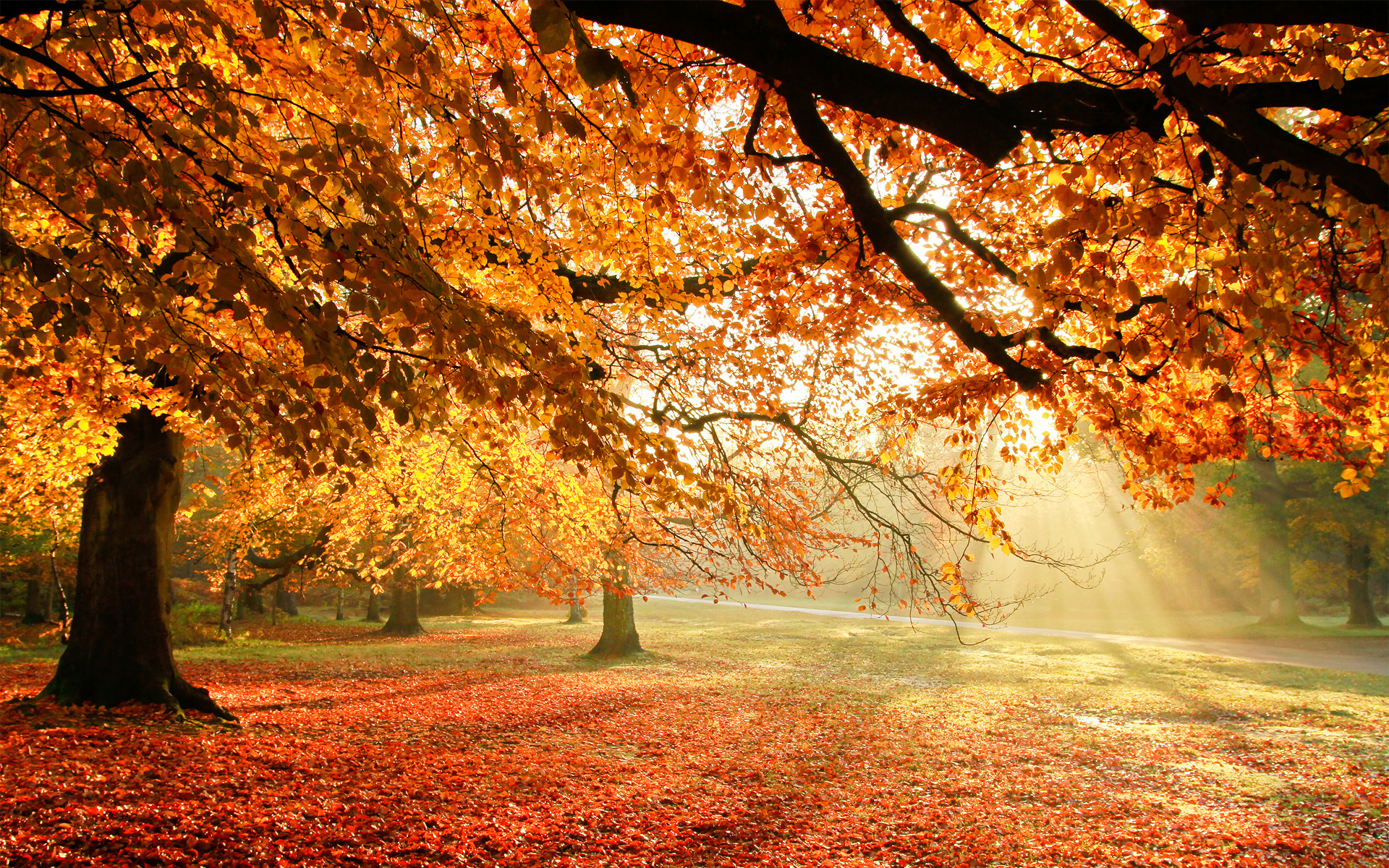 Autumn Trees Sun Light HD Wallpaper