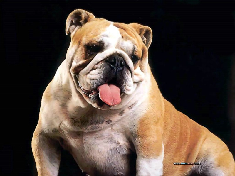 Bulldogs Desktop Wallpaper