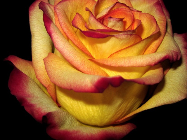 Yellow Red Rose Wallpaper And Image Pictures Photos
