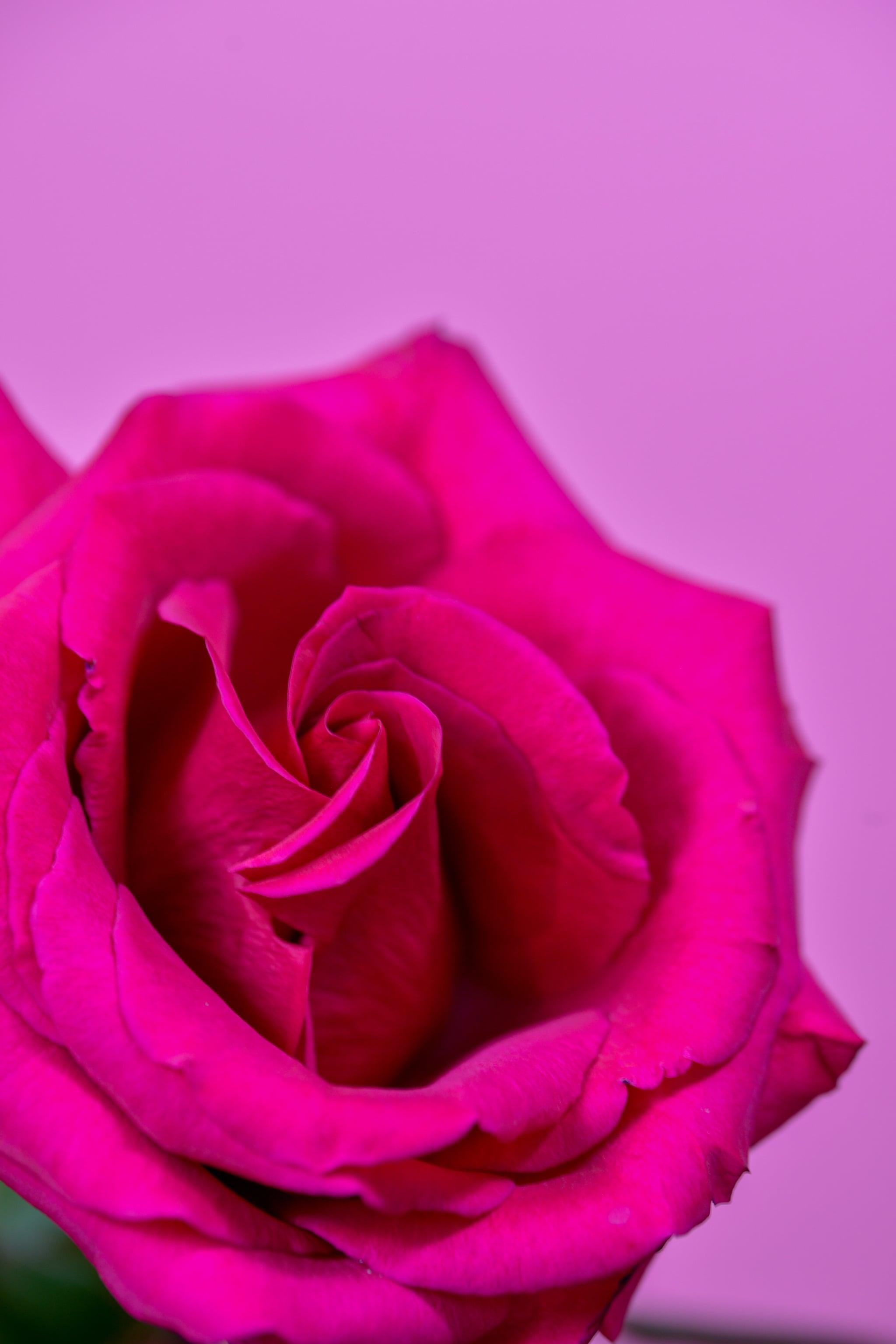 Valentine S Day Wallpaper Pink Rose The Dreamiest iPhone