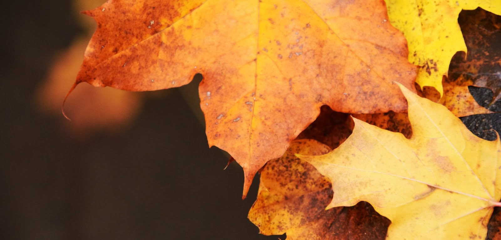 Autumn Leaf Macro Photography Desktop Wallpaper