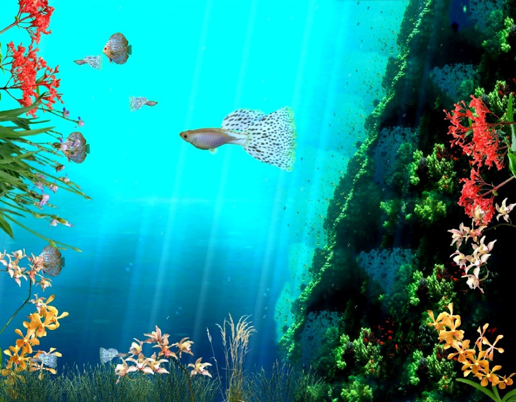 3d Animated Background For Desktop Fish And Coral Reef Jpg