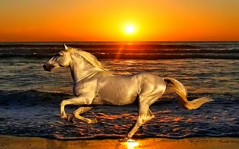Category Animals HD Wallpaper Subcategory Horses