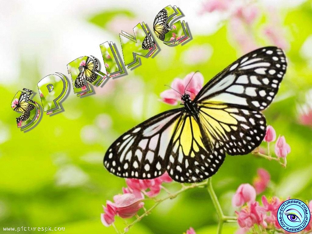 Spring Butterfly Picture Wallpaper In Resolution