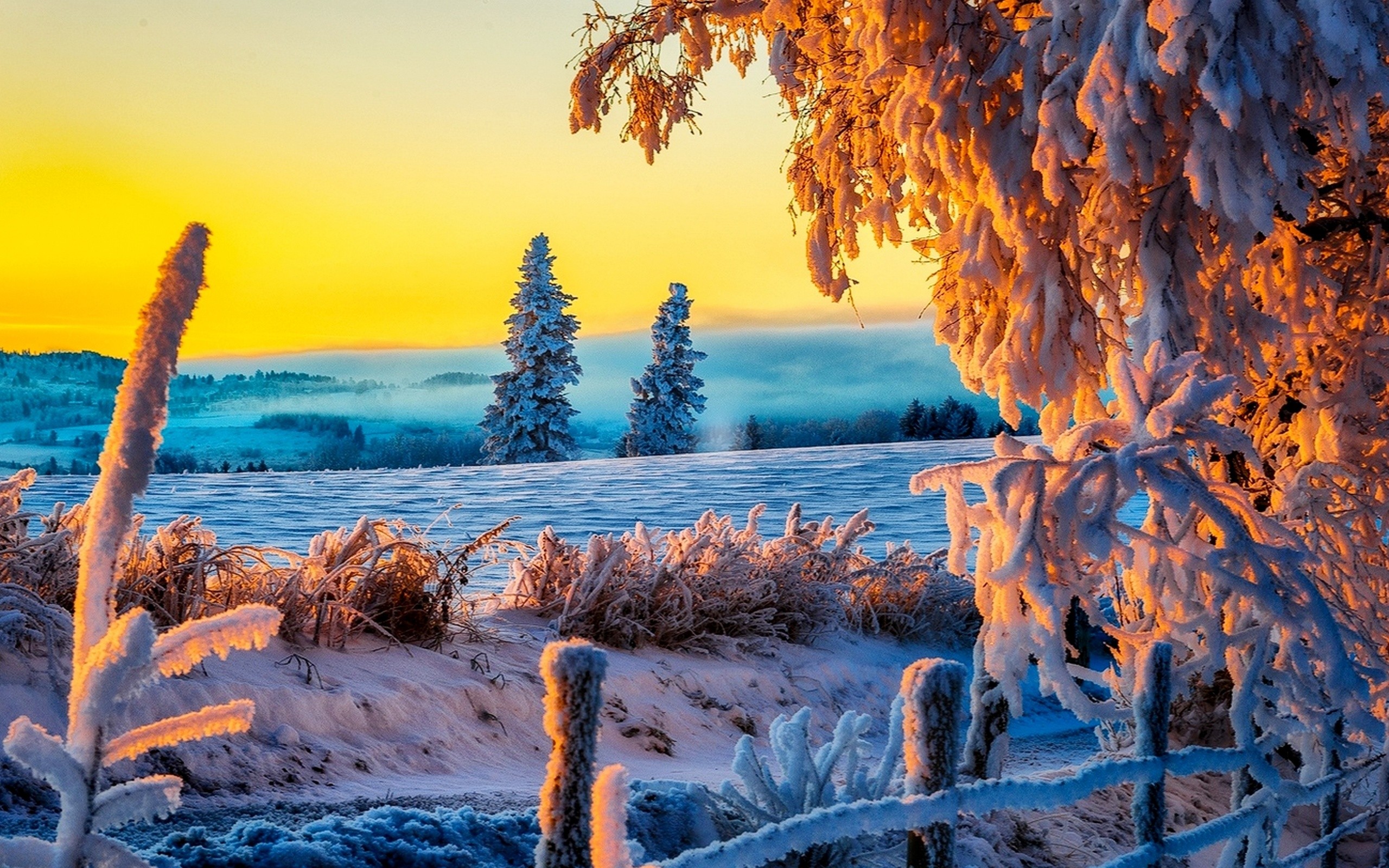 Stunning 4k winter landscape at sunrise with snow-covered trees and a frosty fence