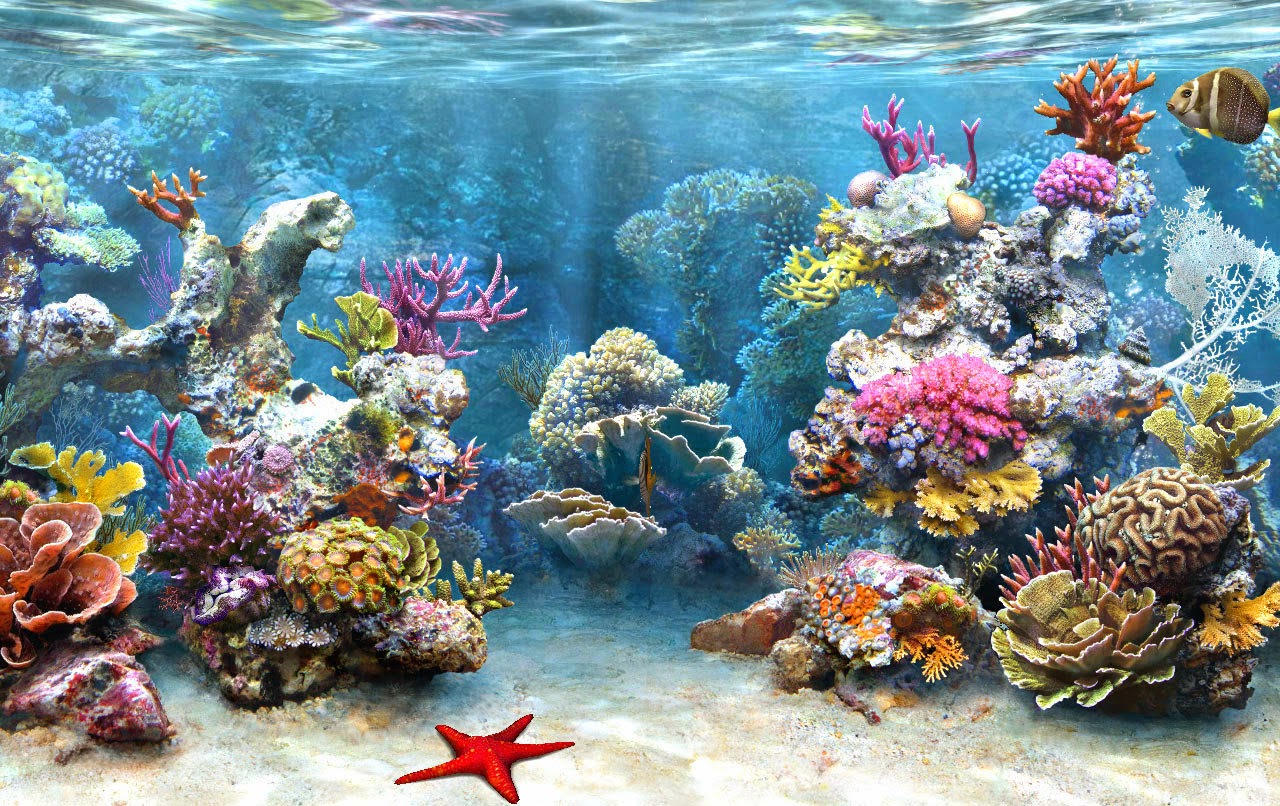 [48+] Coral Reef Wallpaper HD - WallpaperSafari