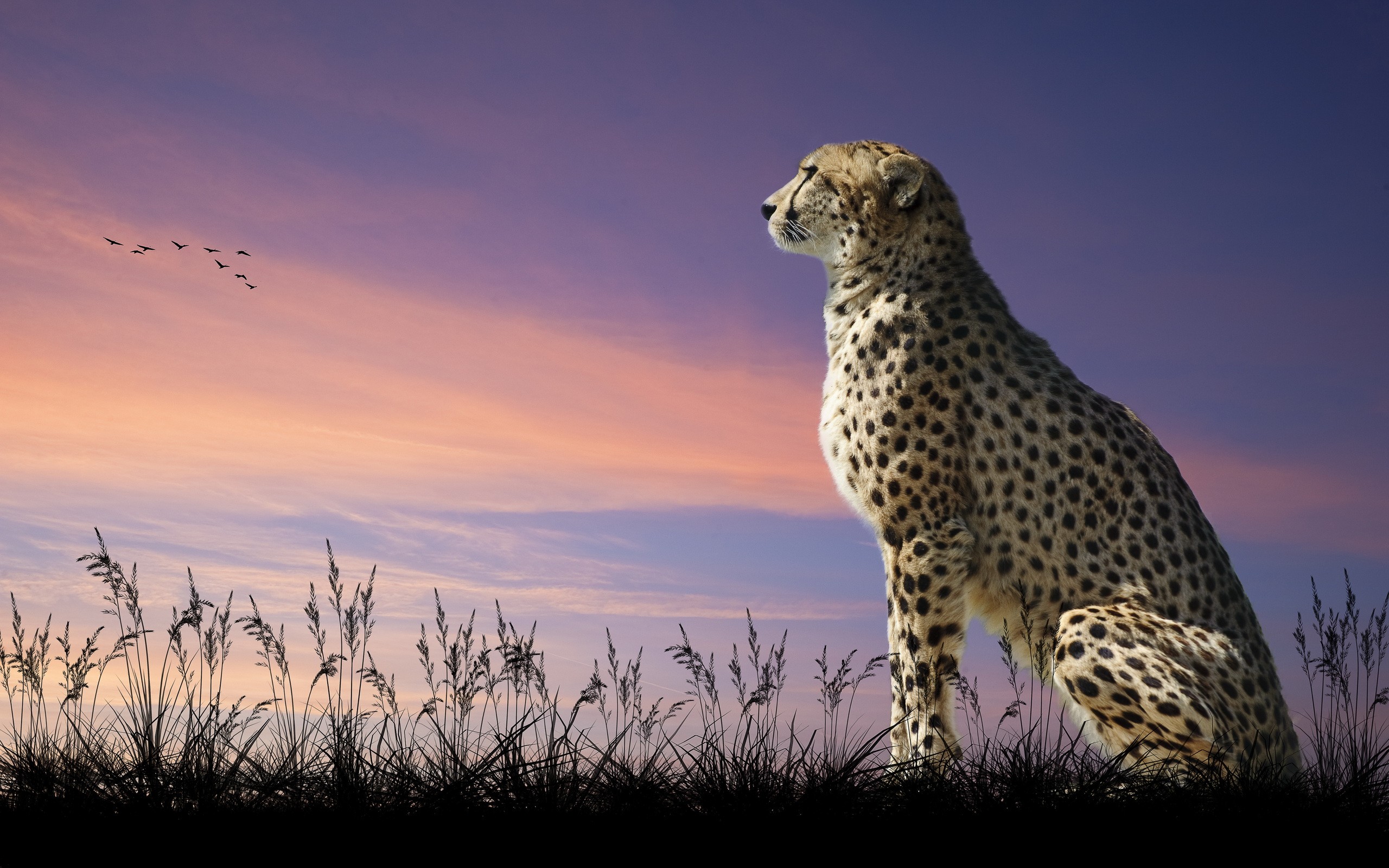 Cheetah Wallpapers HD Pictures Live HD Wallpaper HQ