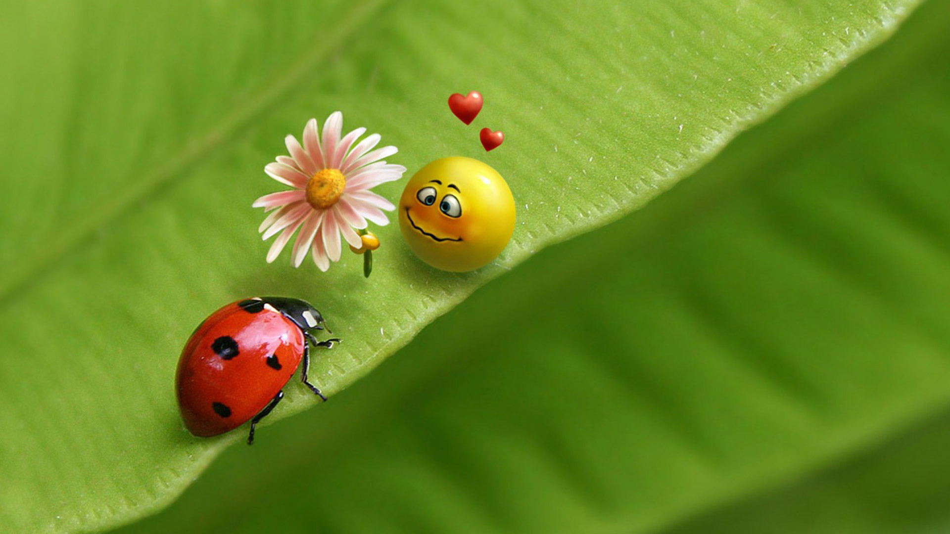 Ladybug And Smiley Face In Love Wallpaper MixHD