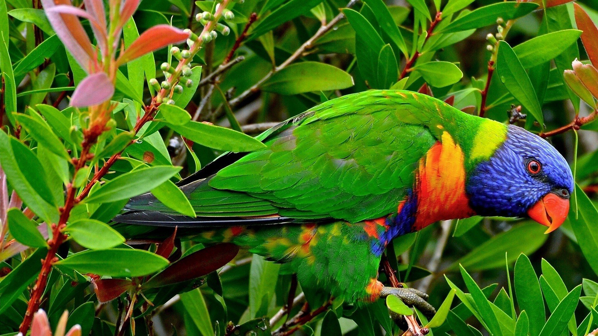 Multicolor Birds Animals Tropical Parrots Rainbow Lorikeet Wallpaper