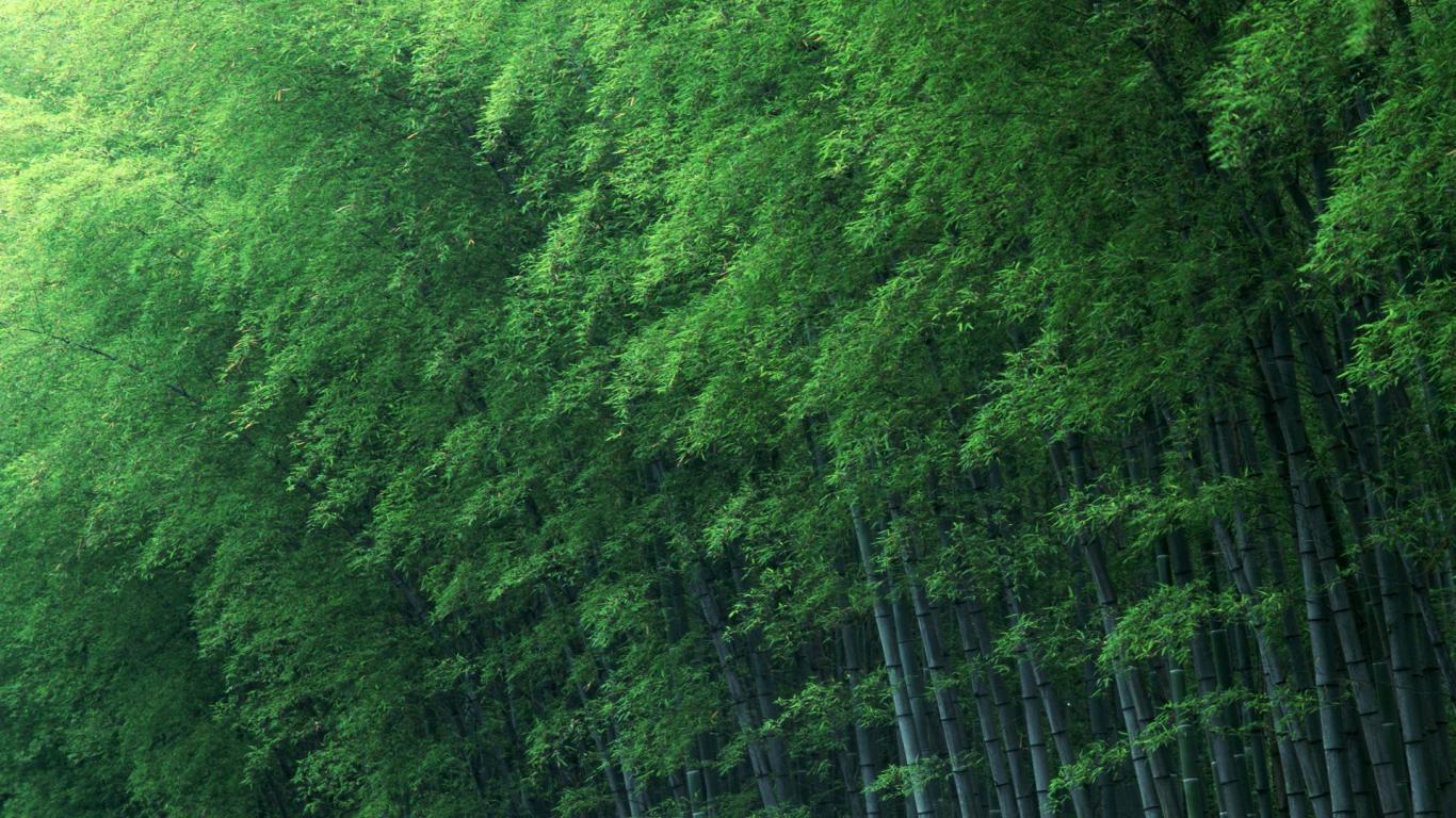 Download wallpaper 1366x768 bamboo grove plants green tablet laptop hd  background