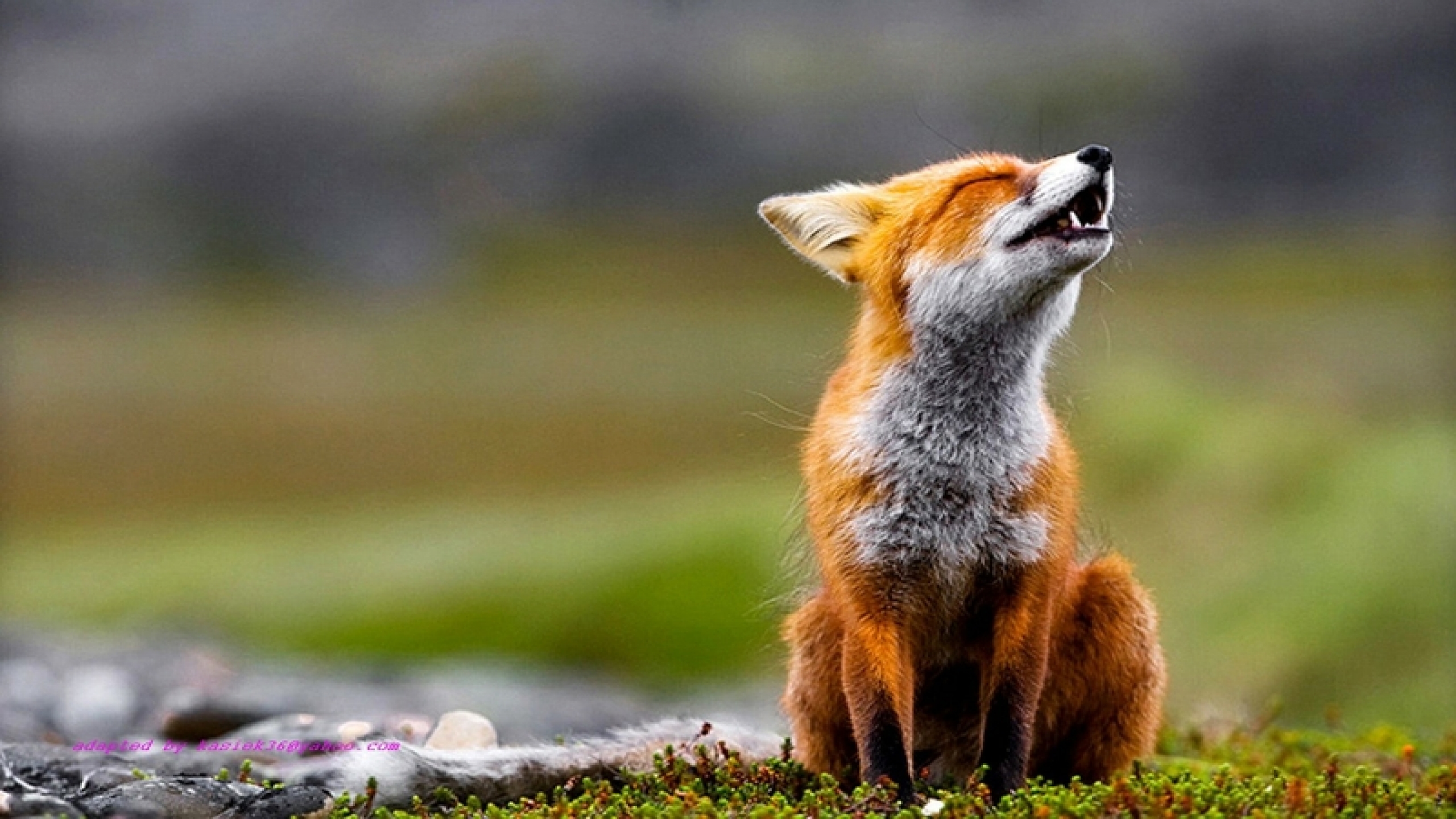 Fox Animal HD Wallpaper