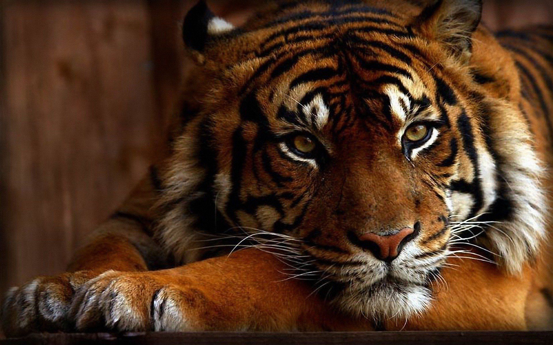 Tiger Wallpaper Top Background