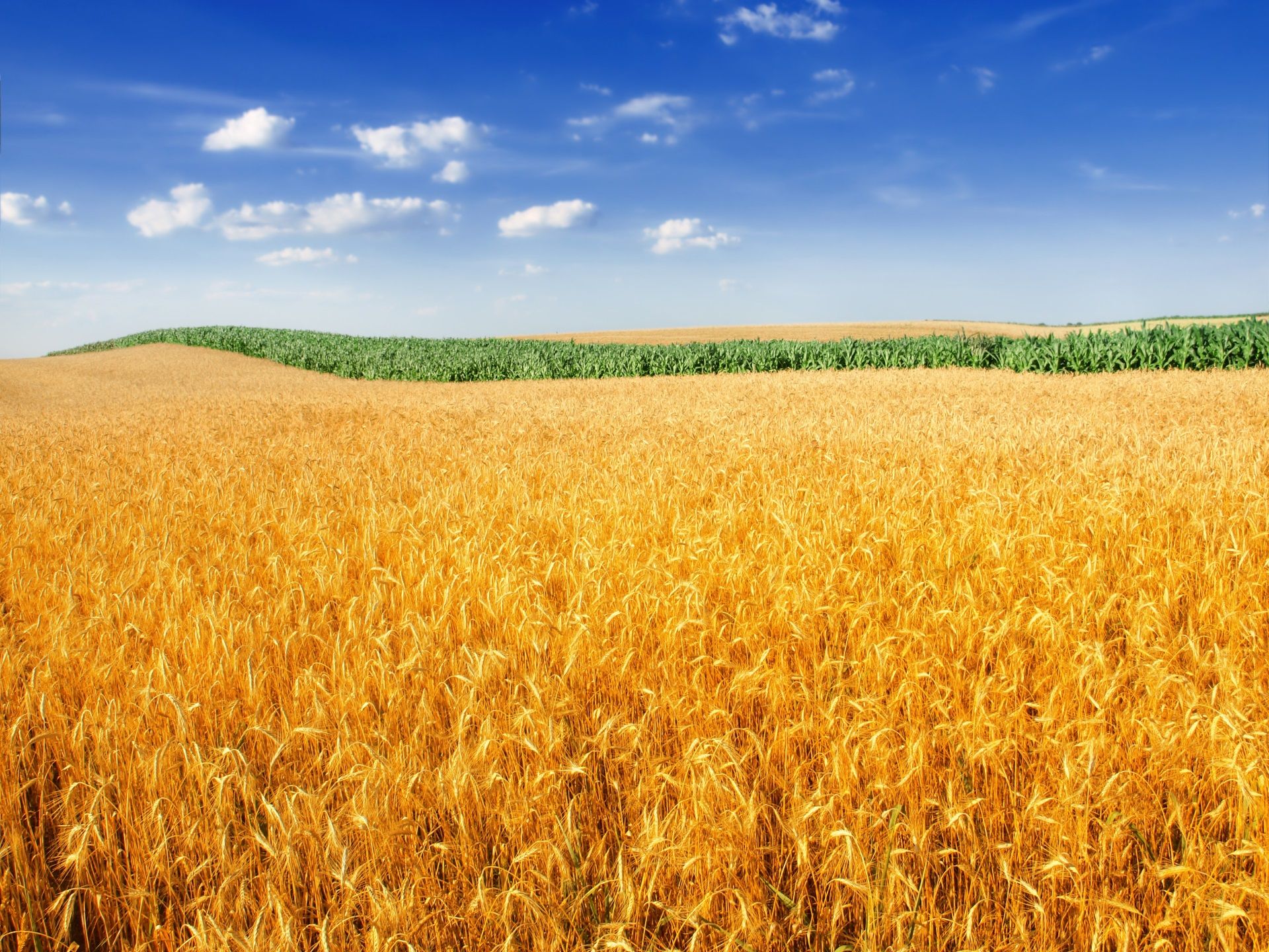 Wheat Field Desktop Wallpaper
