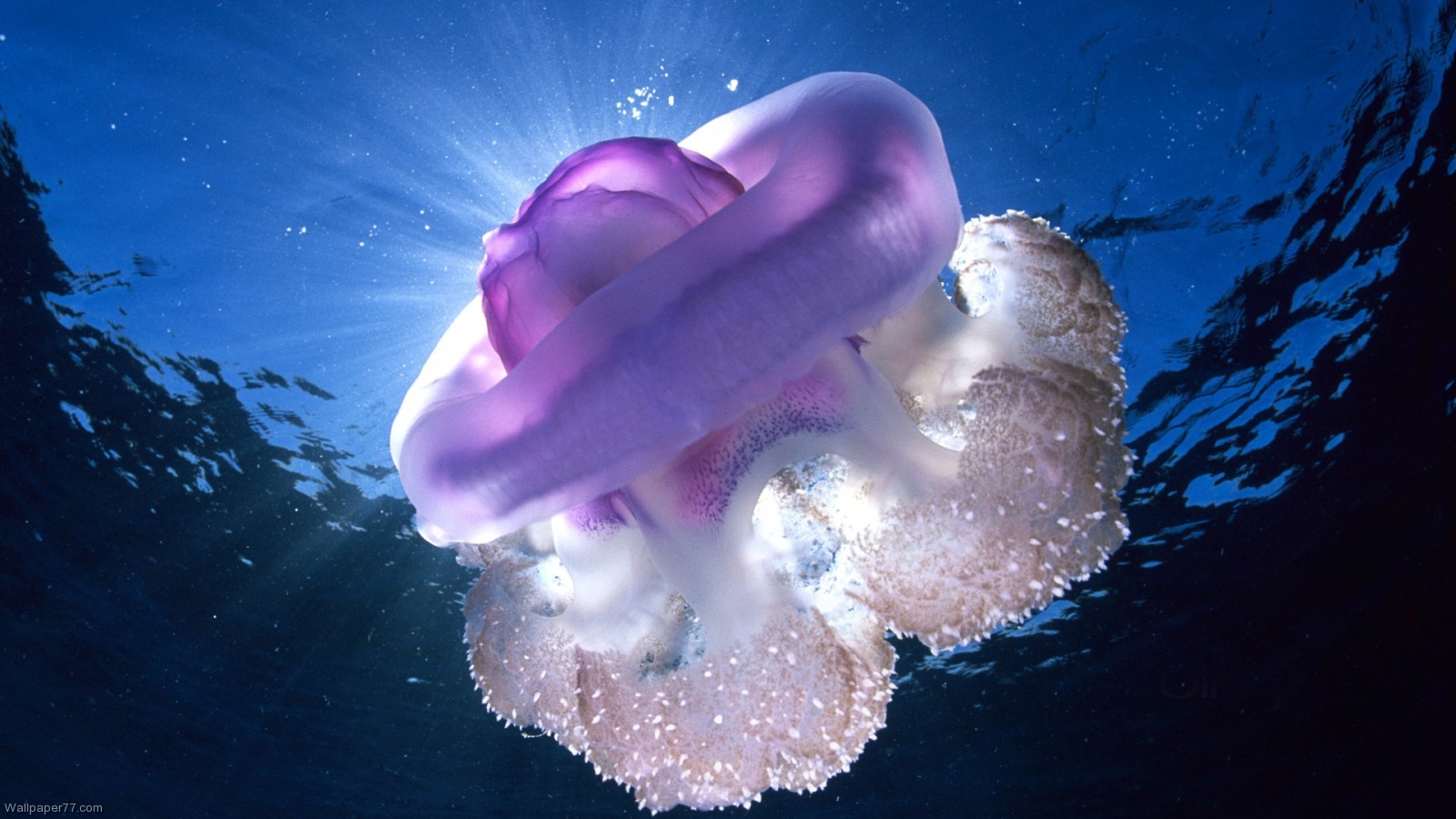 Purple Jelly Fish Ocean Sea Underwater Beach Wallpaper HD Desktop