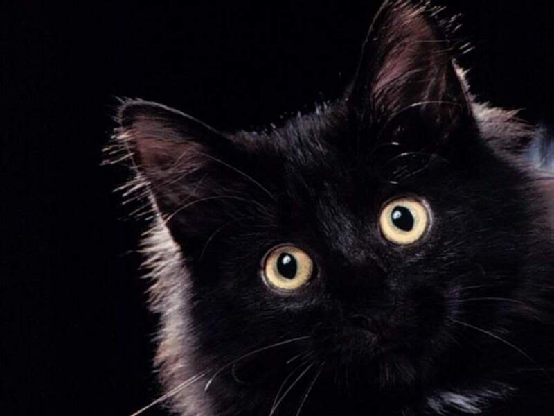 Black Cat Kitten Halloween Wallpaper Widescree