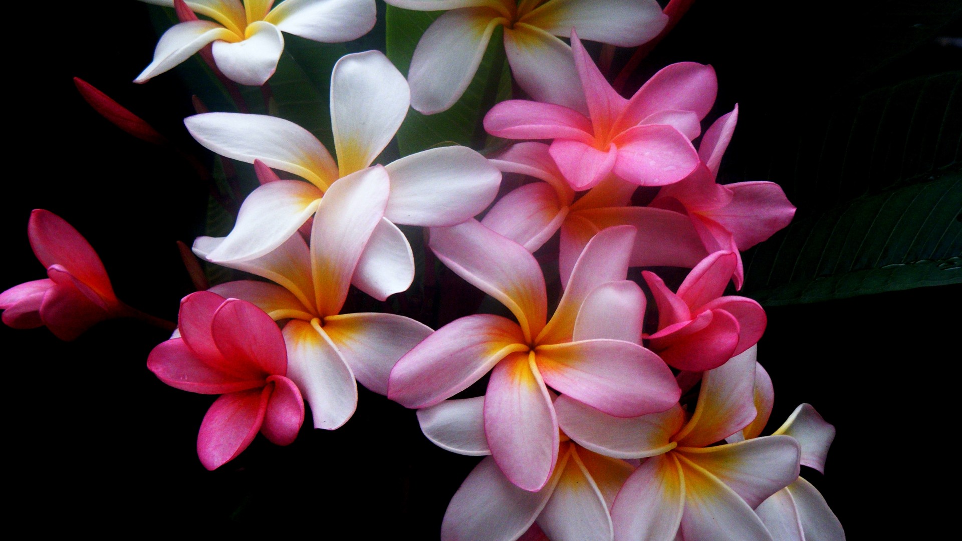 Beautiful Flowers Desktop Pc And Mac Wallpaper