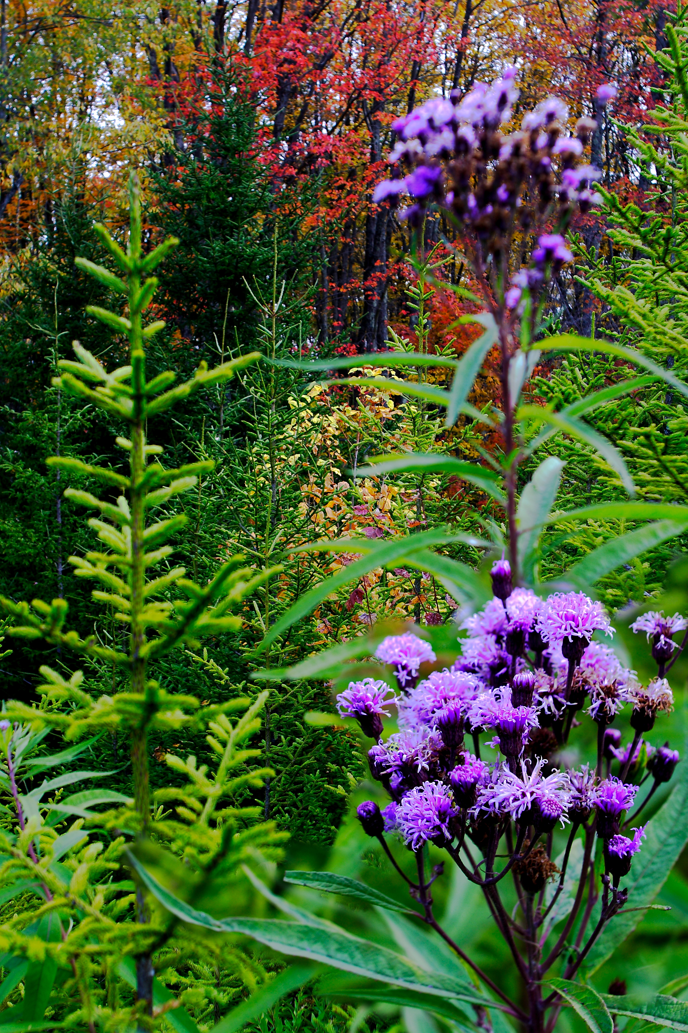 Fall Foliage Flowers Nature Pictures By Forestwander
