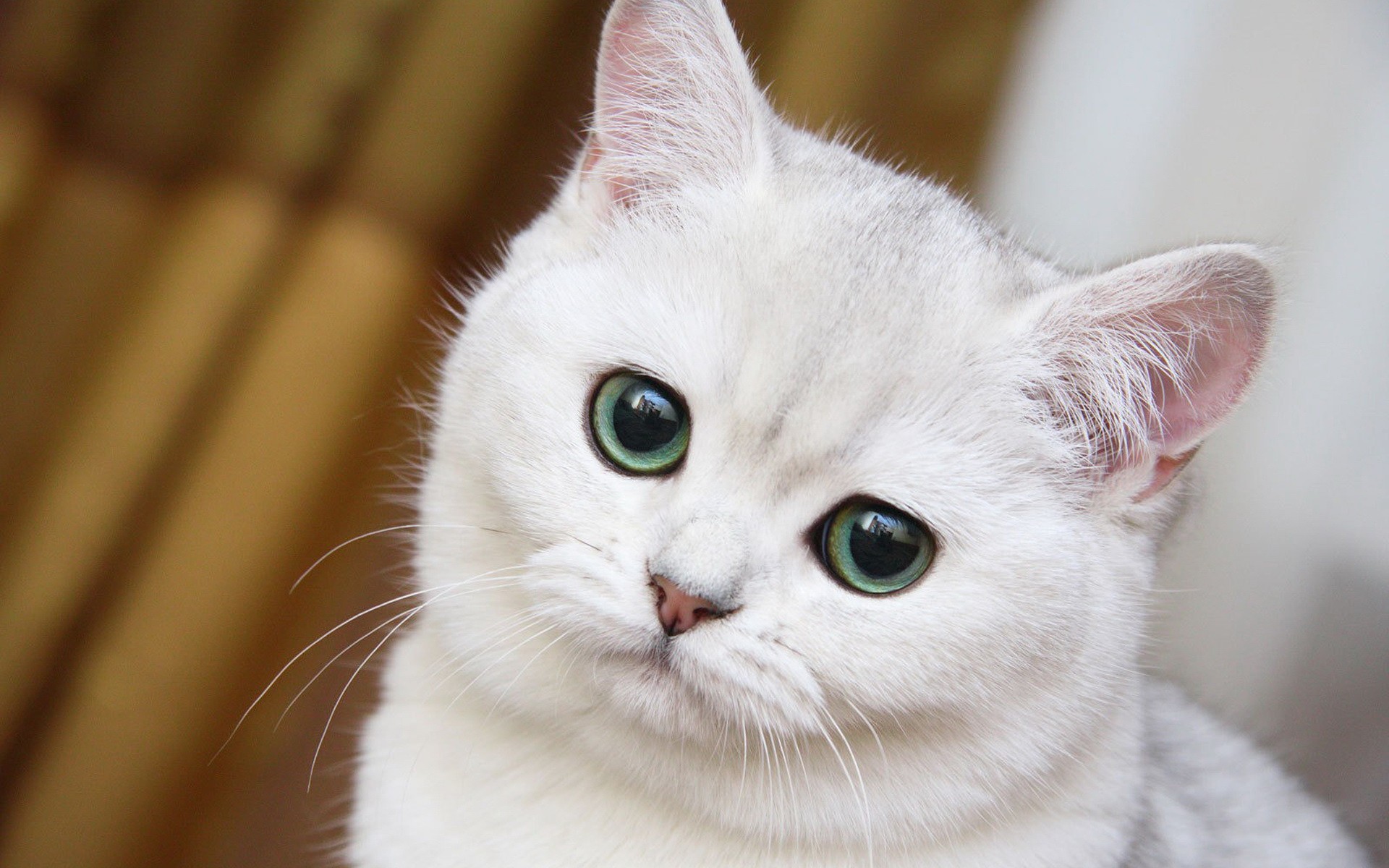 Cute White Cat Close Up Wallpaper Stock