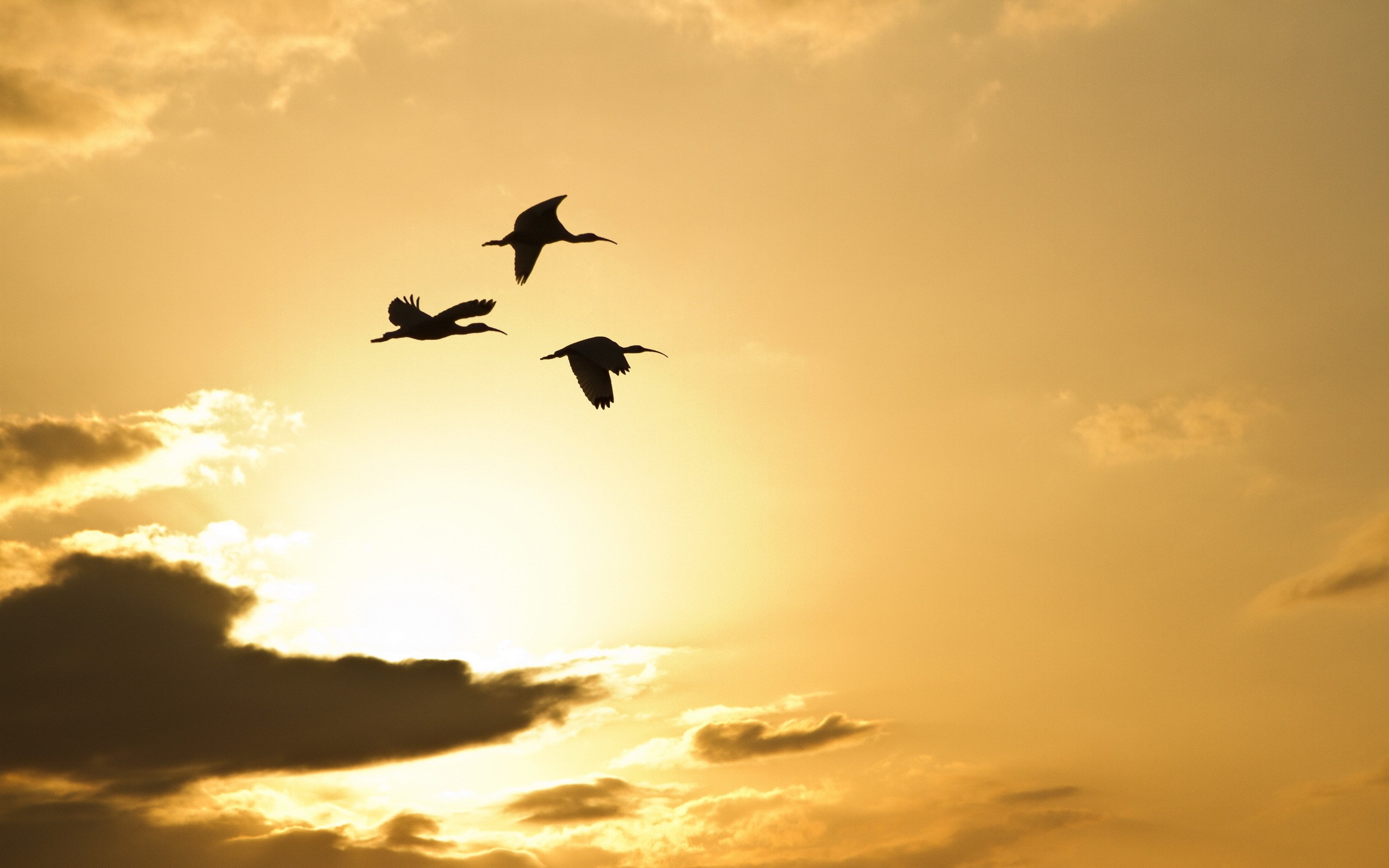 Sunset Sky Birds