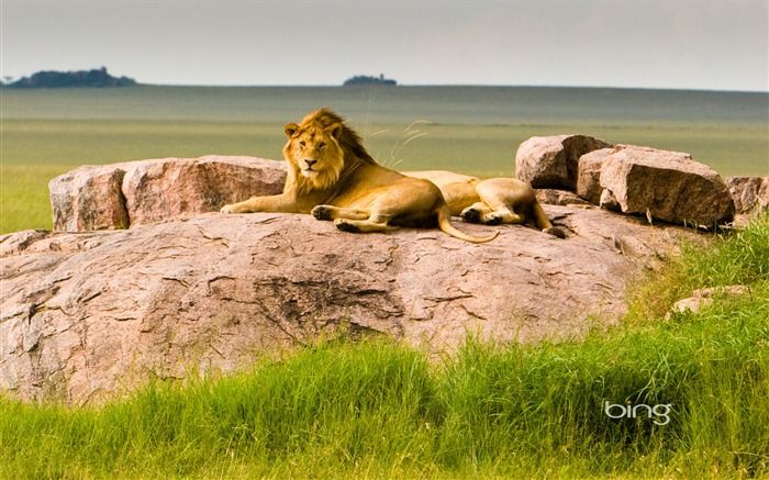 Bing Lion Wallpaper National Park Lions