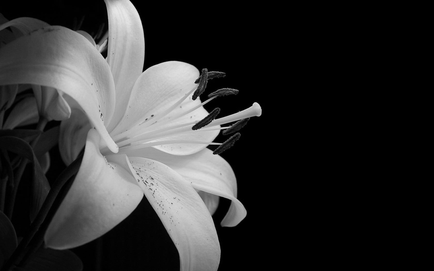 Black And White Flower Jpg