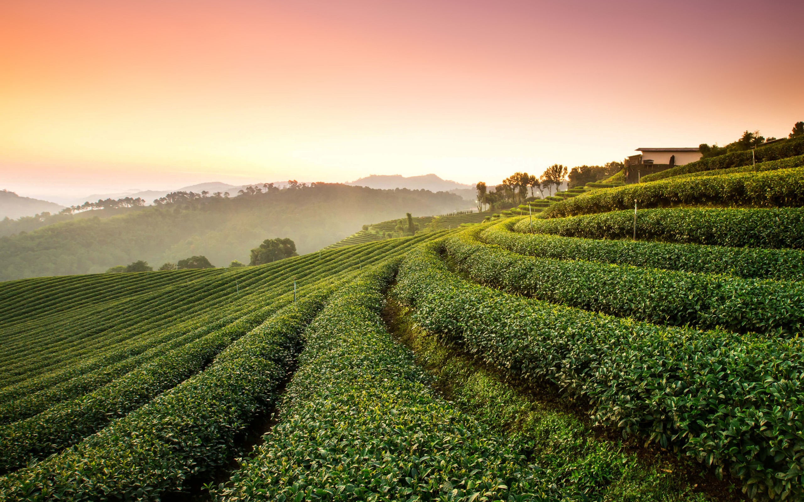 Tea Plantation Landscape Wallpaper
