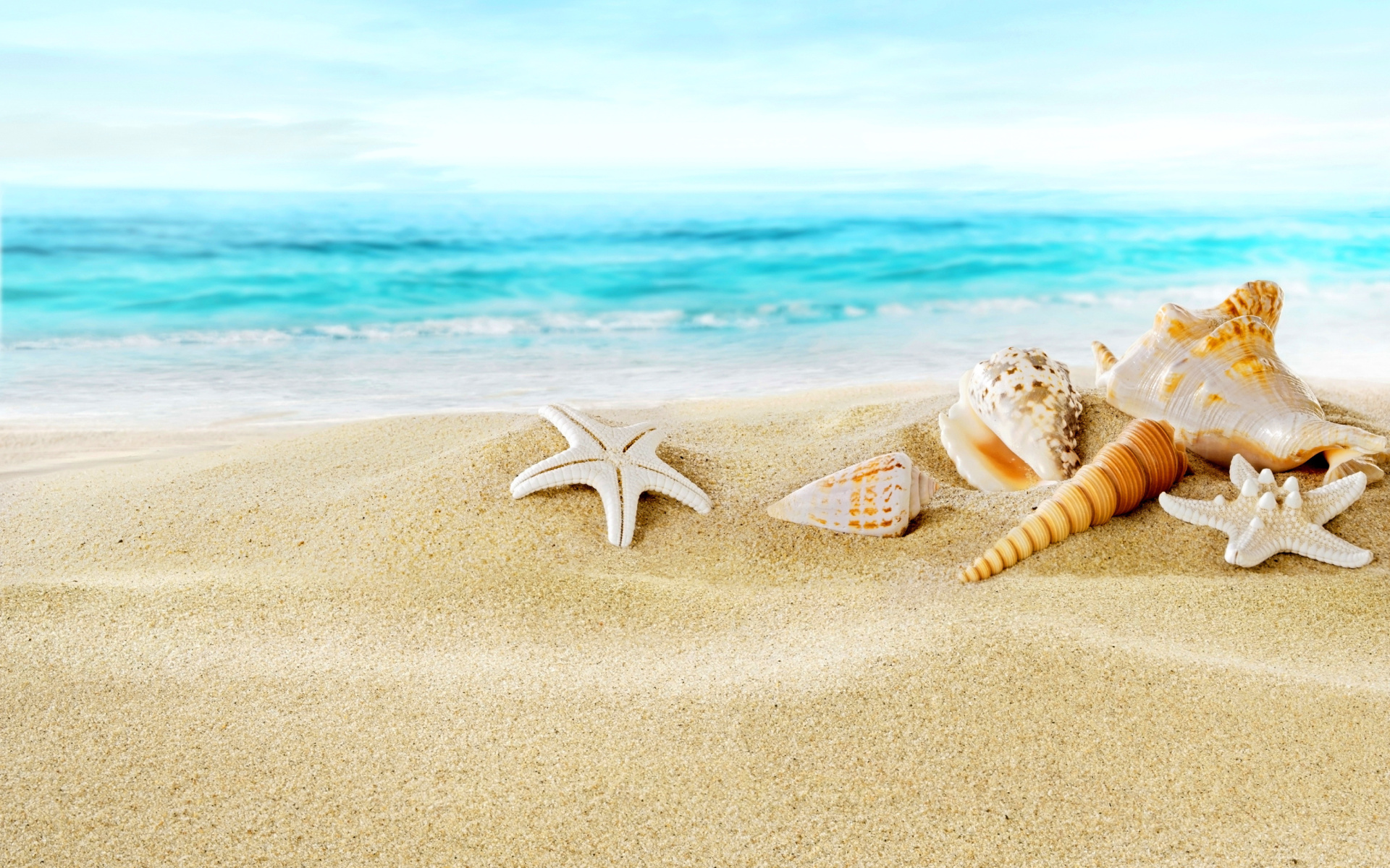 Seashells On Sand Beach Wallpaper For Widescreen Desktop Pc