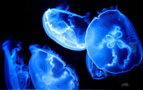 Box Jellyfish Wallpaper HD Crocodile Jelly
