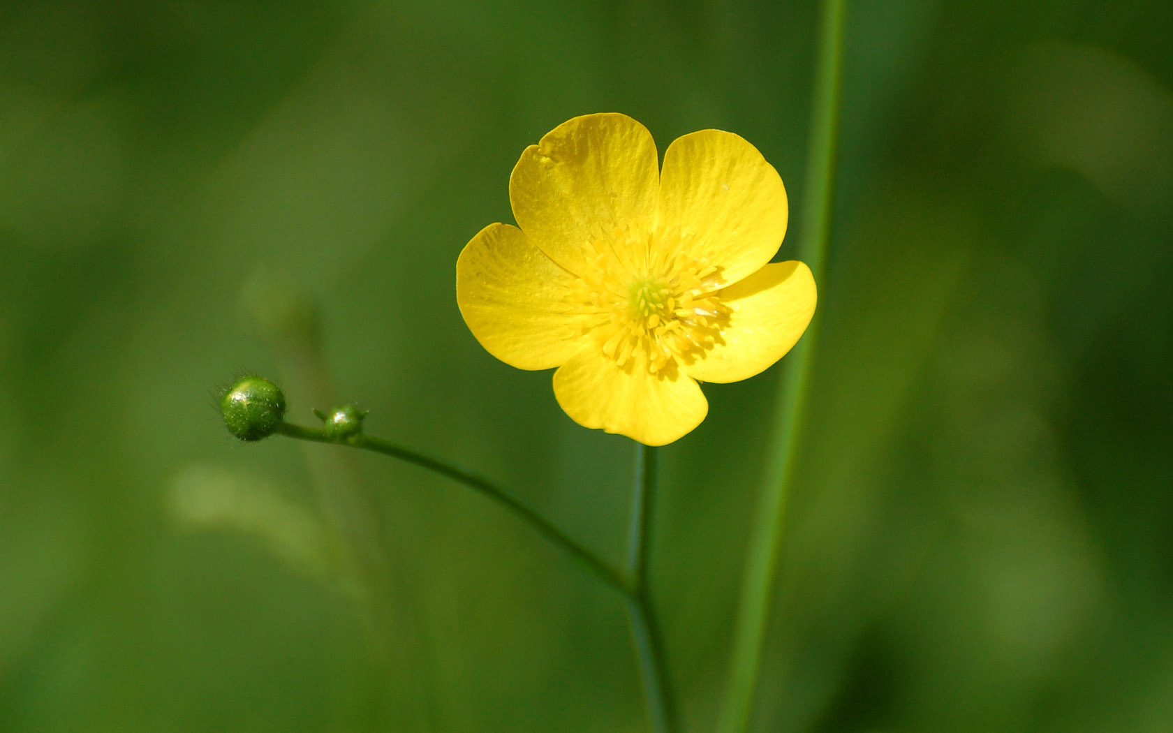Желтый полевой цветок Сложноцветные