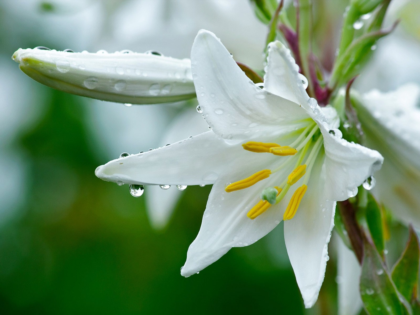 Lily Wallpaper HD